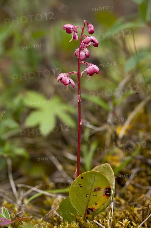 Pink wintergreen