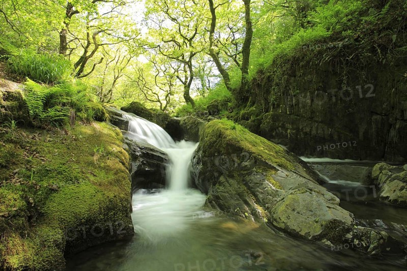 Woodland stream with cascades
