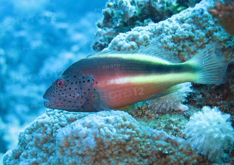 Black-sided hawkfish