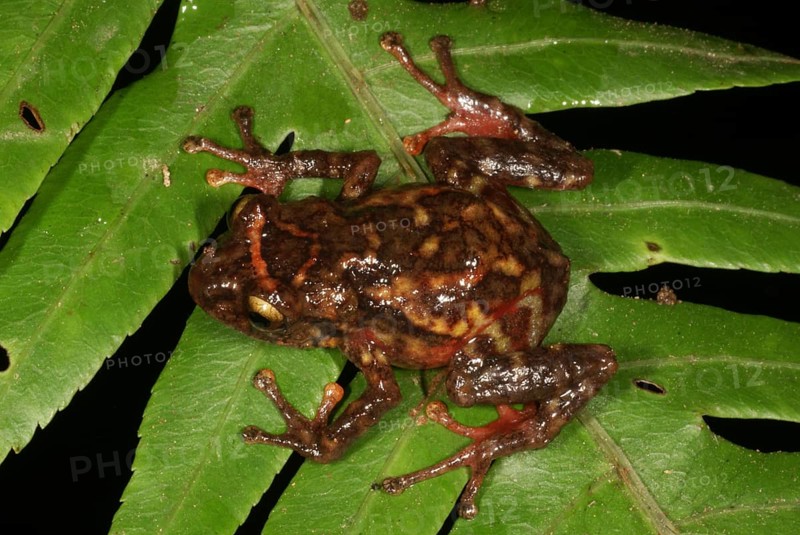 Fire rain frog