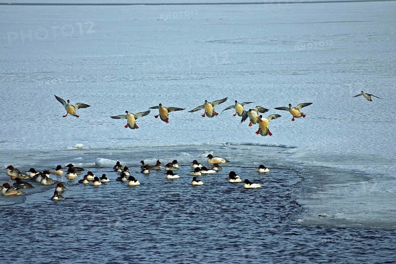 Goosander