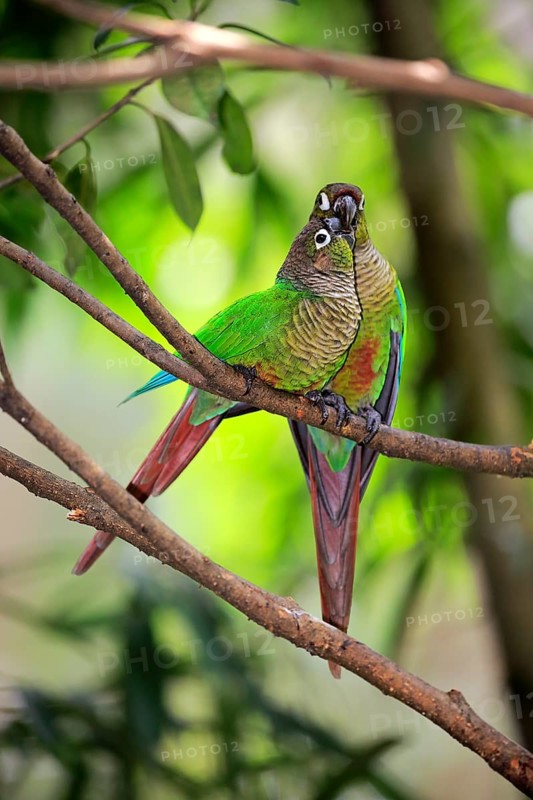 Green Cheeked Parakeet