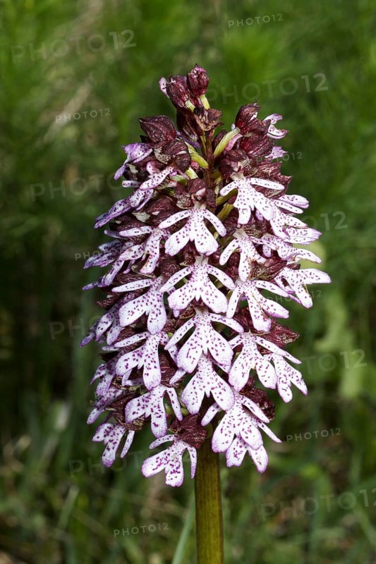 Lady Orchid