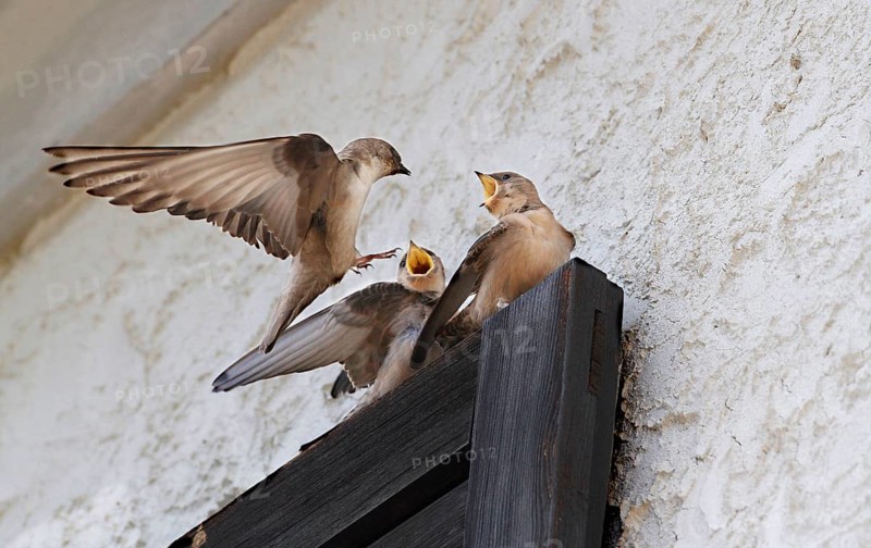 Eurasian eurasian crag martin