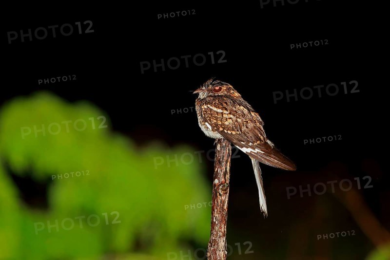 White-tailed Nightjar