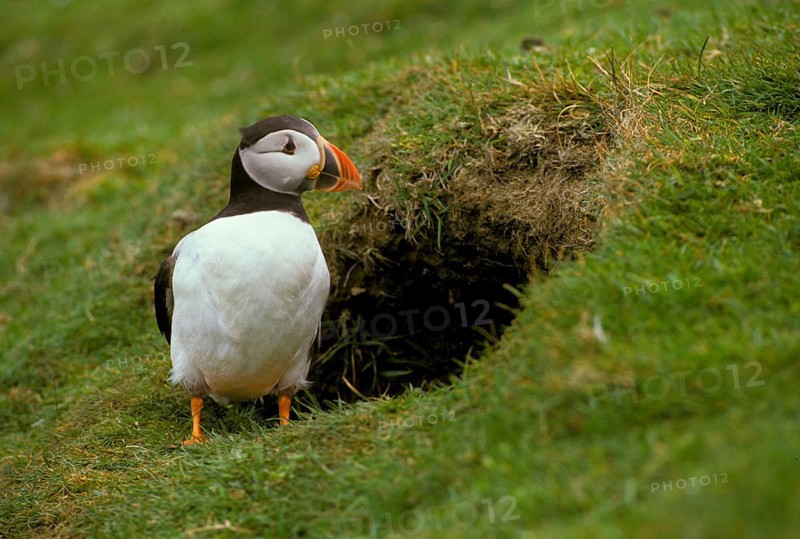 Puffin