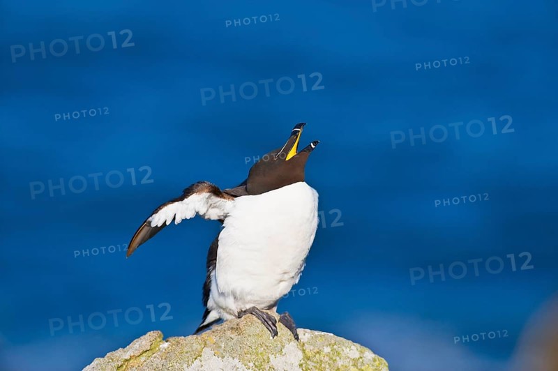Razorbill