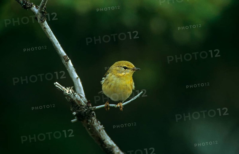 Baybreasted Warbler