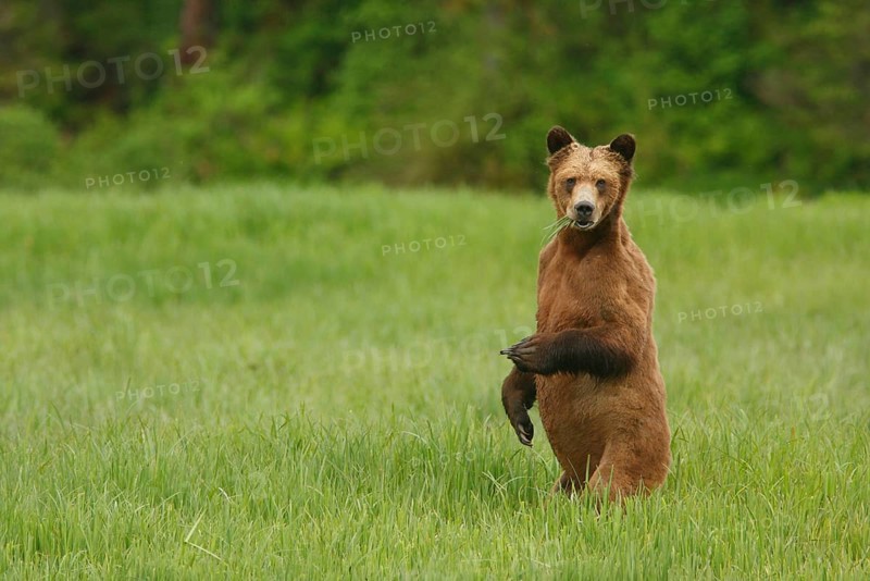 Grizzly Bear