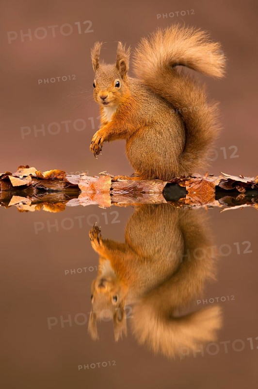Eurasian red squirrel