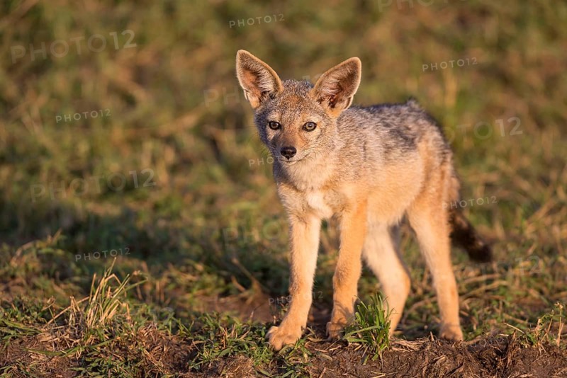 Black-backed jackals