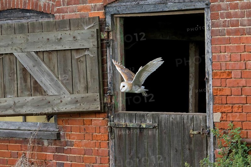 Common barn owl