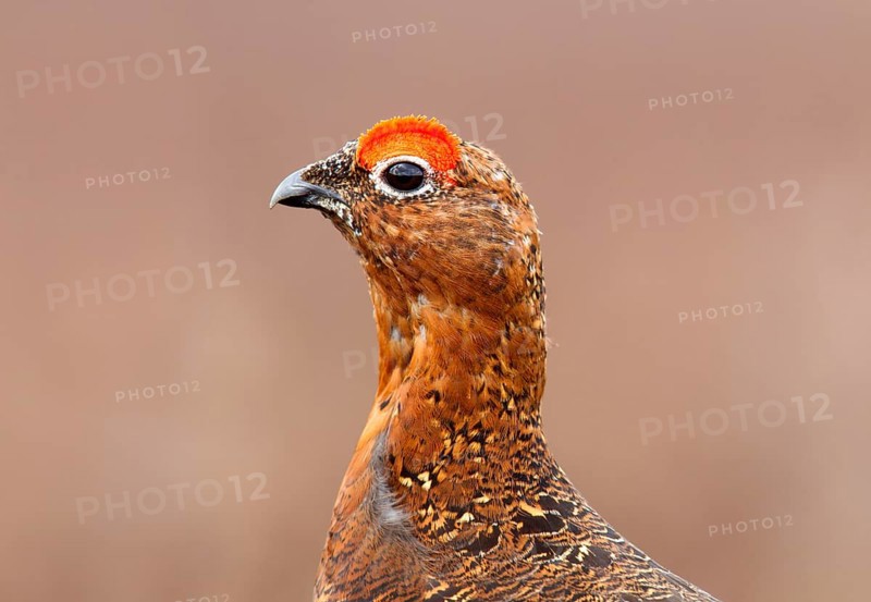 Red Grouse