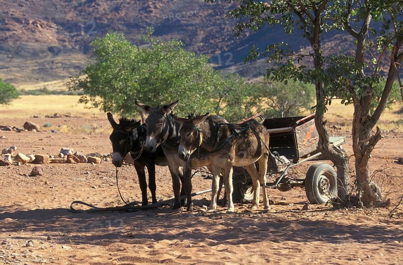 Donkey Donkey with cart in the shade of a tree