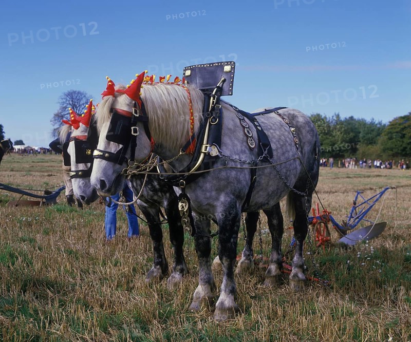 Horse