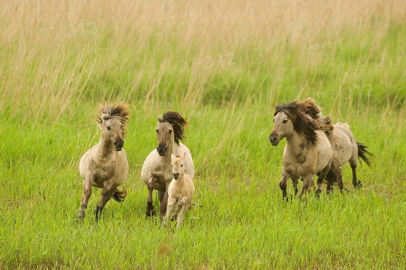 Konik domestic stallion