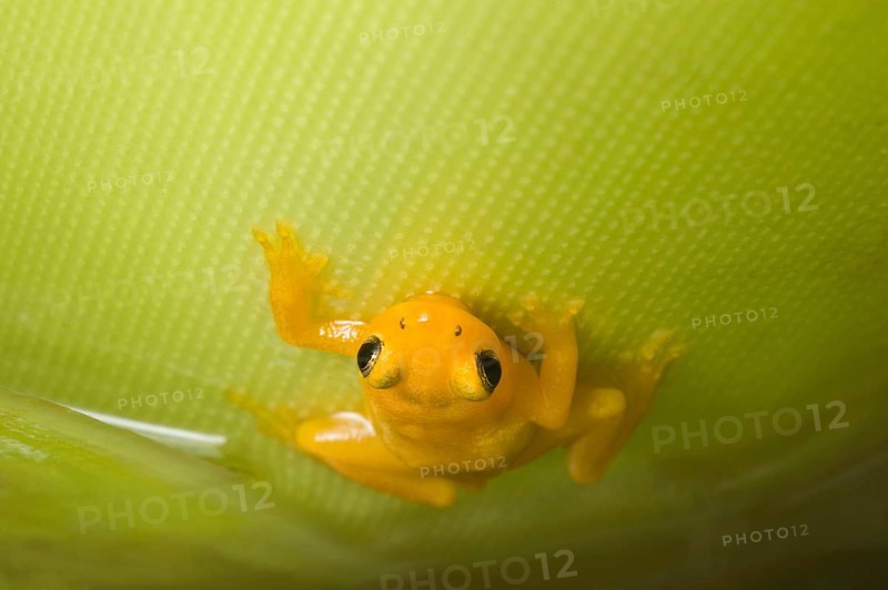 Golden poison dart frog