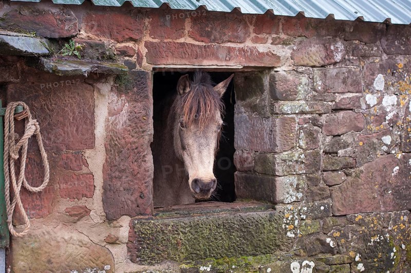 Horse