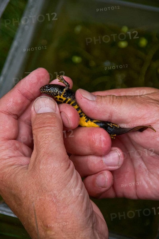 Great crested newt
