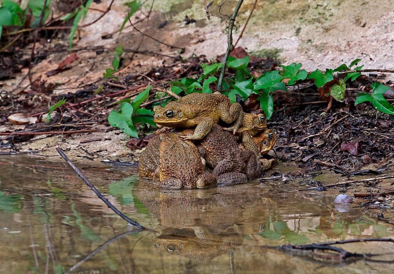 Cane Toad