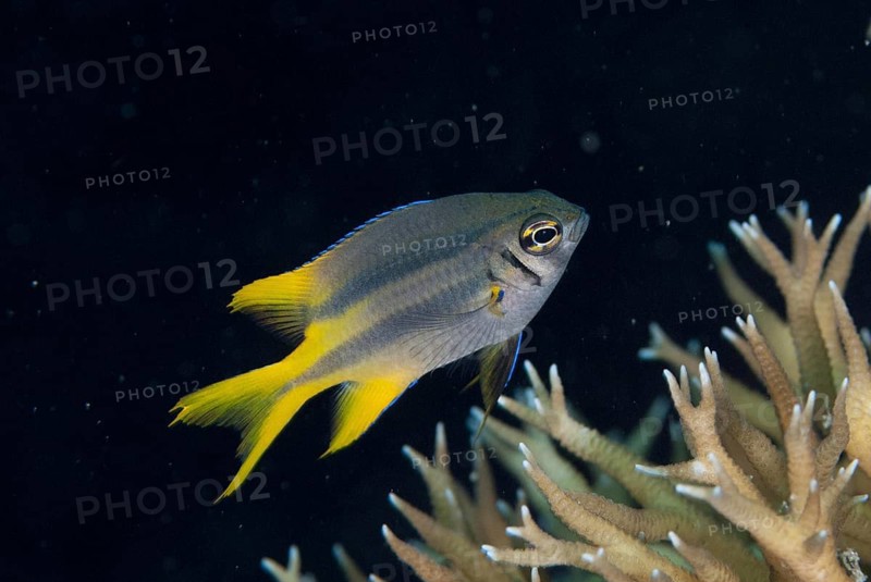 Yellowtail Damsel
