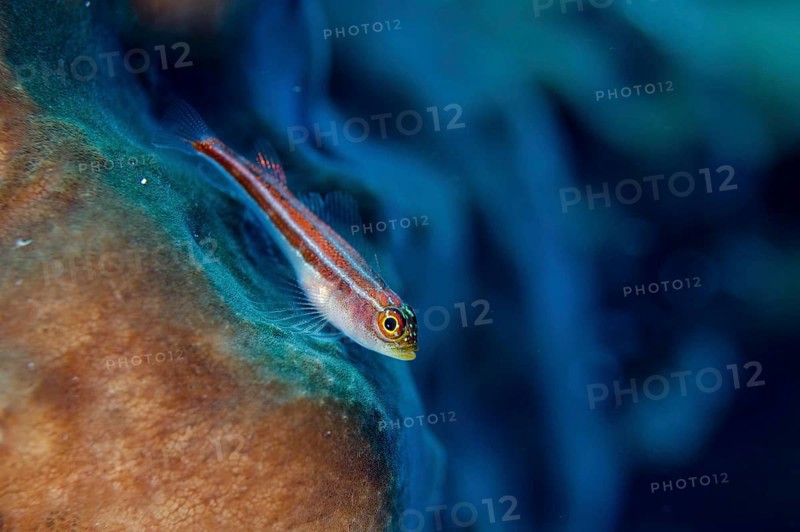Striped Triplefin