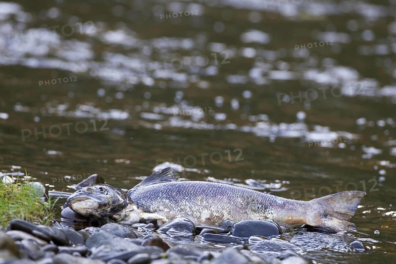 Atlantic salmon