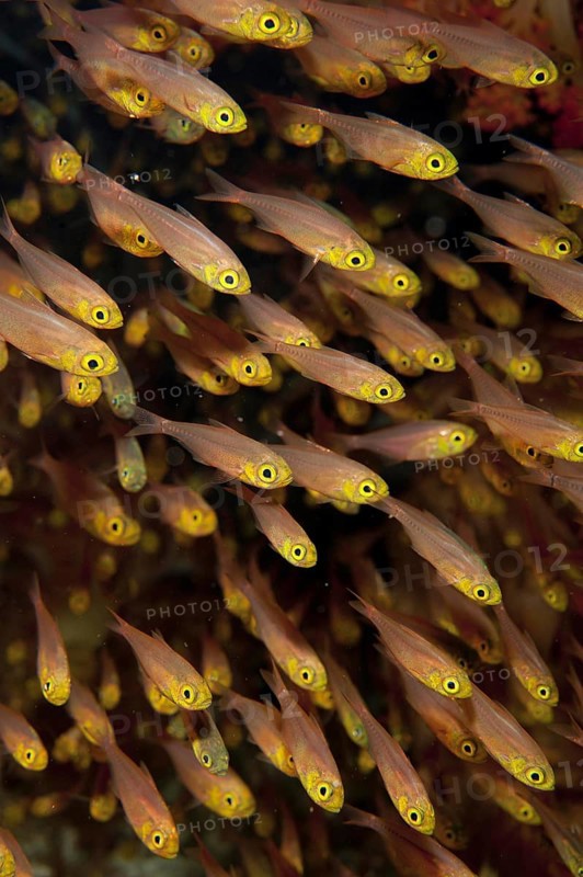 Golden pigmy sweeper