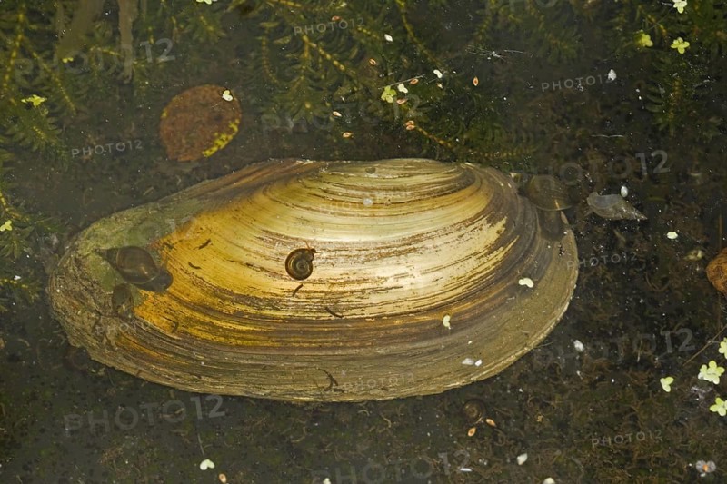 Swan mussel