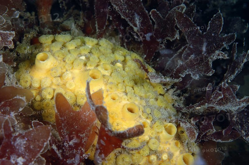 Boring Sponge
