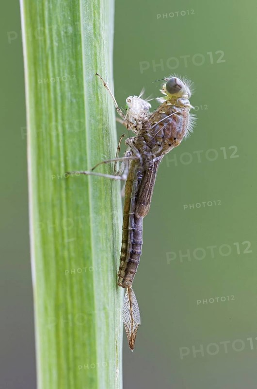 Early damselfly