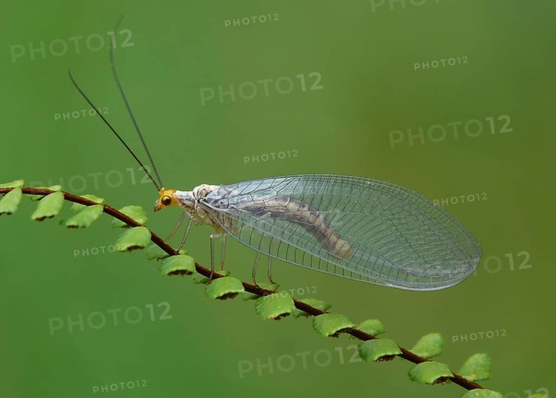 Green lacewing