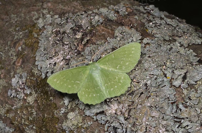 Large Emerald