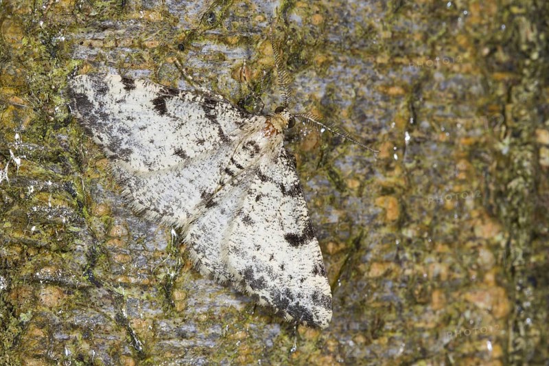Dotted Carpet