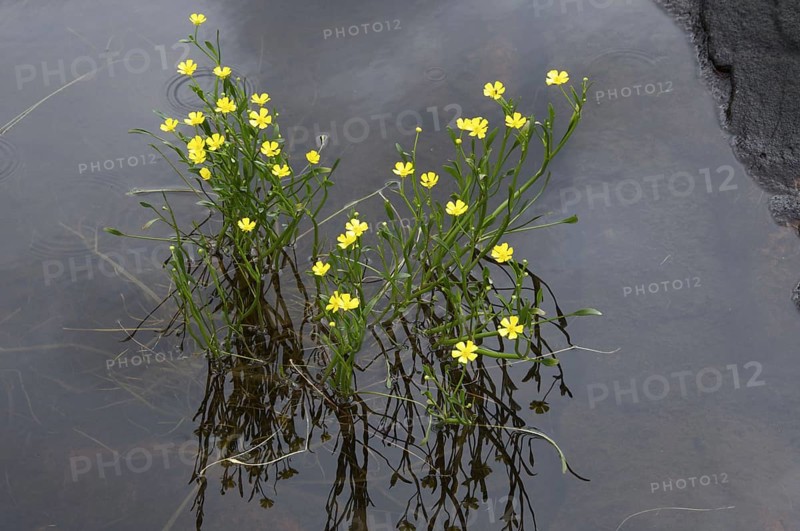 Lesser Spearwort