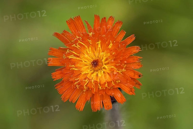 Orange hawkweed