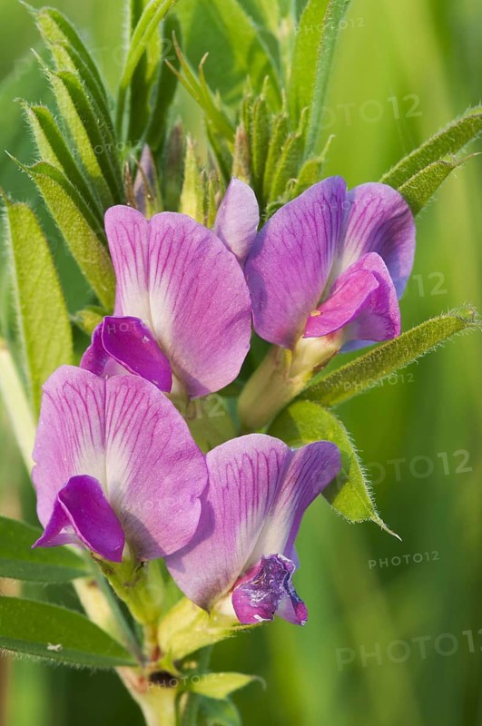 Common Vetch