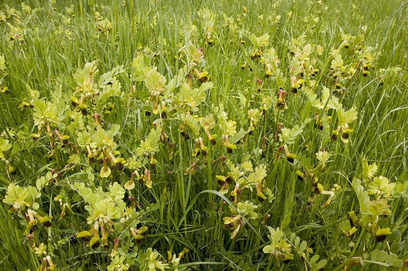 Mediterranean Vetch