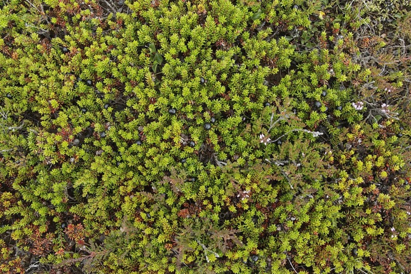 Crowberry