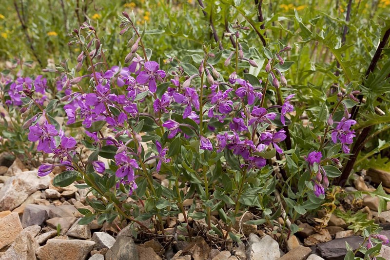 Flowering dwarf fireweed
