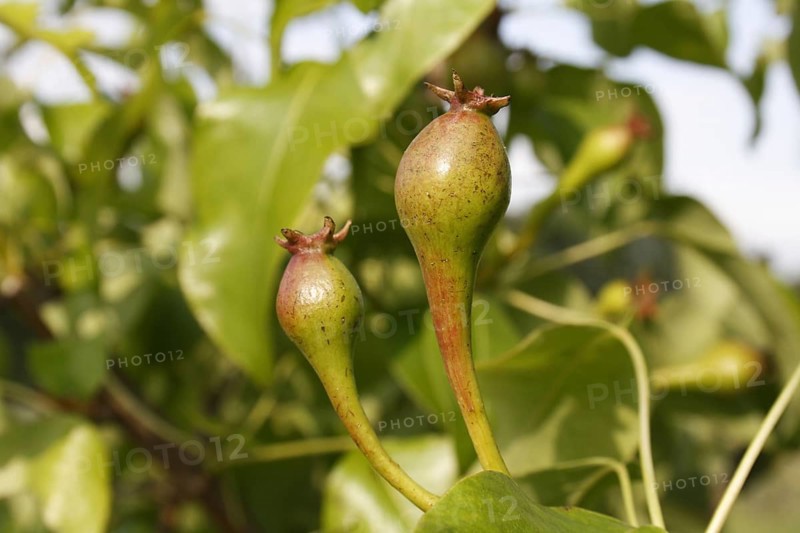 Common Pear