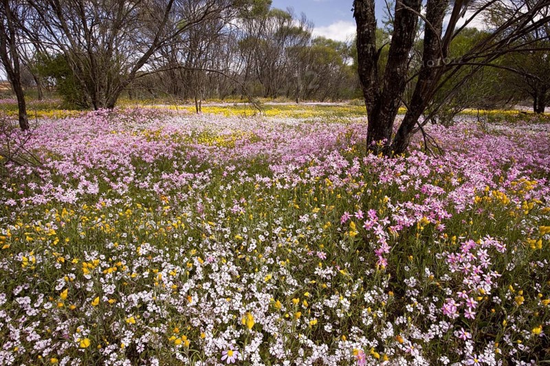 Dying acacia forest with Pink Everlasting and Pink Velleia