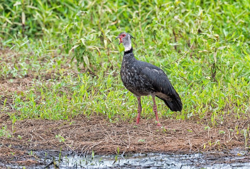 Calling southern screamer