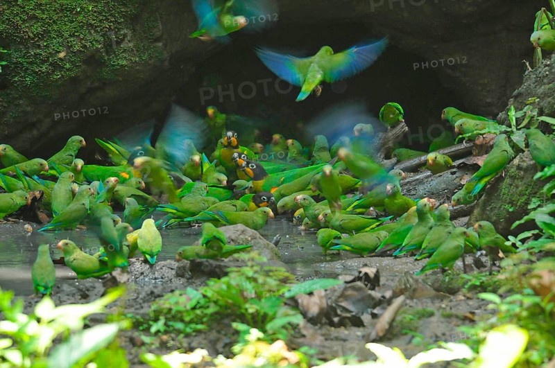 SKobalt-winged Parakeets and Golden-cheeked Parrots