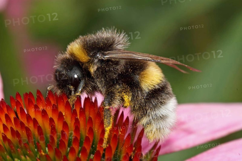 Garden bumblebee