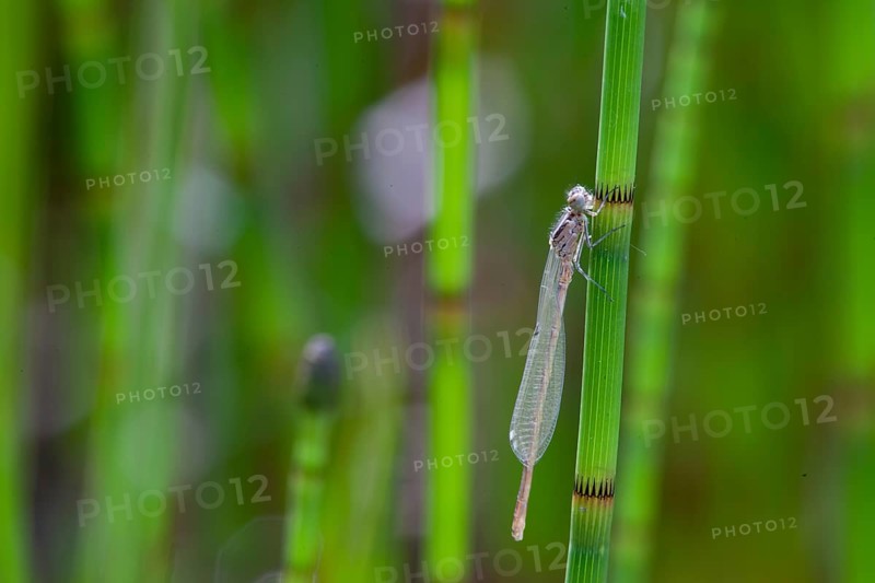 Horseshoe damselfly