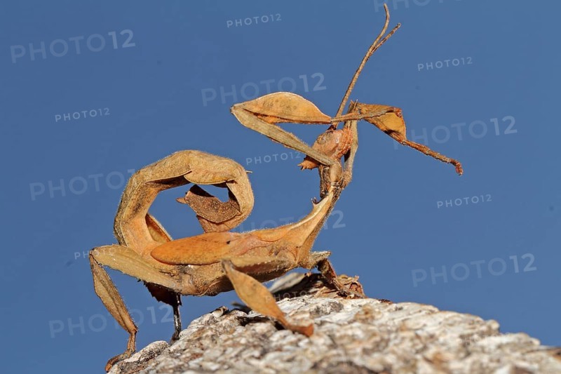 Australian Giant Ghost Insect