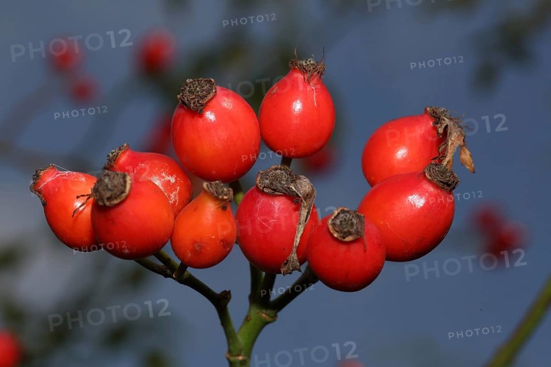 Dog rose