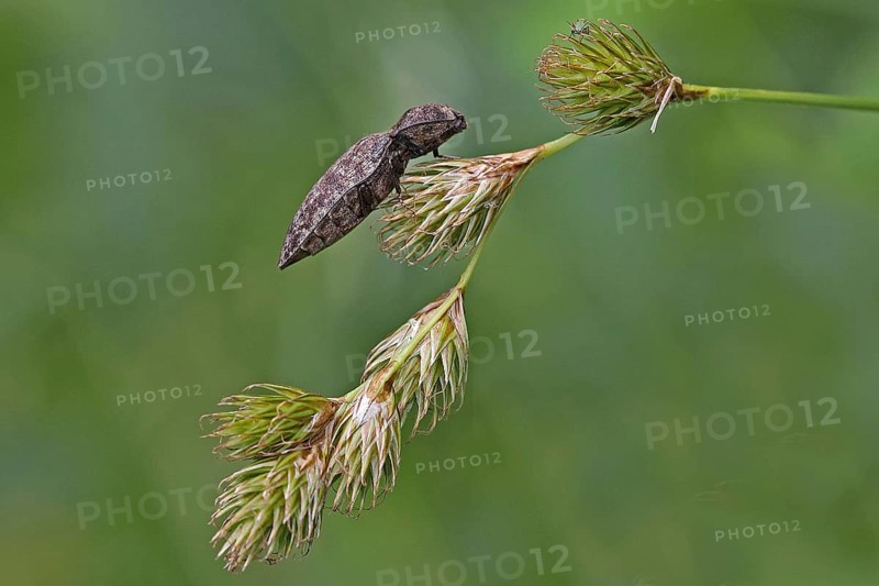 Click beetle