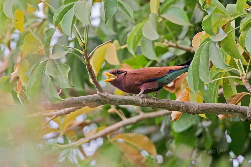 Broad-billed roller